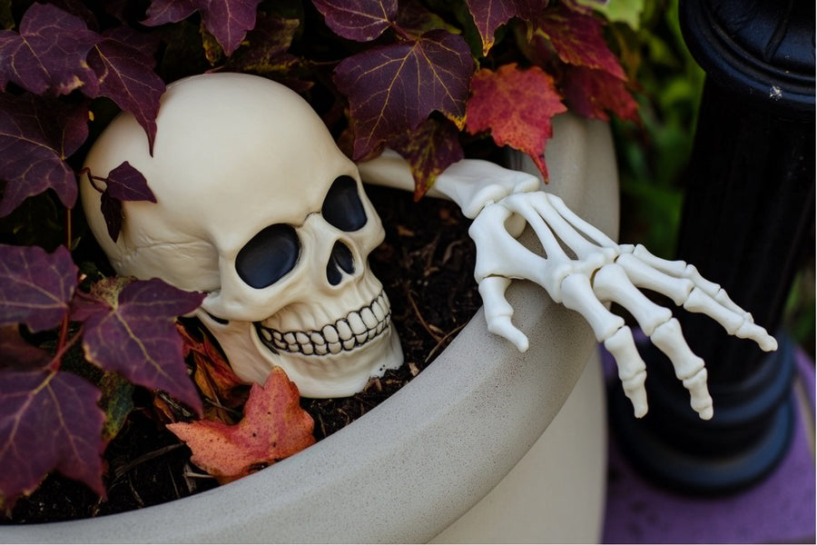 Skulls are placed in the flower bed to make it look like they're emerging from the ground as outdoor Halloween decorations