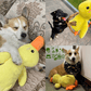 ⏰LAST DAY SALE 50% OFF 🦆Best Pet Supplies Crinkle Duck Plush