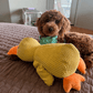 ⏰LAST DAY SALE 50% OFF 🦆Best Pet Supplies Crinkle Duck Plush