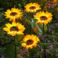 ⏳Time-Limited Special Price: ￡9.99!!⏰ Glamwhole™ Solar Sunflower Garden Stake Lights 🌻 | Waterproof 🌧️ | No Wiring💡