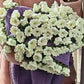🌸Bloomie Bouquet Blanket🌸